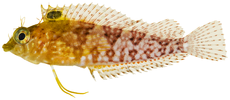 Malacoctenus boehlkei