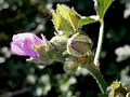 Vue latérale de la fleur montrant le calicule