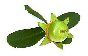 Mangrove apple