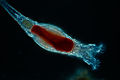 Image 15 Rotifers Credit: Frank Fox The rotifers (/ˈroʊtɪfərz/, from the Latin rota, "wheel", and -fer, "bearing"), commonly called wheel animals or wheel animalcules, make up a phylum (Rotifera /roʊˈtɪfərə/) of microscopic and near-microscopic pseudocoelomate animals. (Full article...) More selected pictures