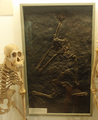 Orangutan and Sivapithecus Göteborgs Naturhistoriska Museum.
