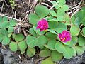 Oxalis purpurea