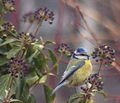 Parus caeruleus