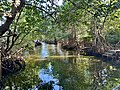 Végétation de mangrove de l'île habitée d'Ipê