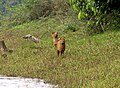 Dholes in the park