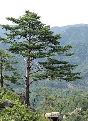 금강산의 소나무.