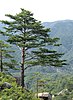 Pinus densiflora, Kumgangsan in North Korea