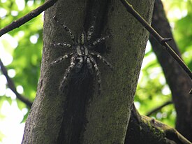 Poecilotheria regalis на стволе дерева