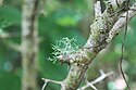 Ramalina lichen in Puerto Rico's Northeast Ecological Corridor