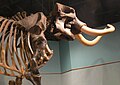 Mastodon skeleton at Museum of Florida History.