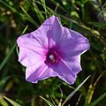 Ipomoea sagittata in Florida