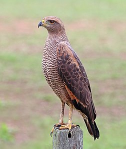 Gavião-caboclo (Buteogallus meridionalis), Pantanal, Brasil. (definição 2 692 × 3 192)