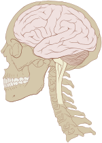 الدماغ البشري والجمجمة