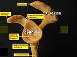 Scapula. Medial view.