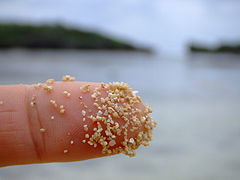 西表島 星砂の浜の星の砂