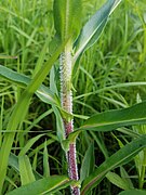 Stem and leaves