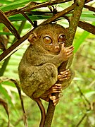 Un tarsier (Tarsiiformes)