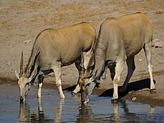 Taurotragus oryx, the Common eland, is a species with a conservation status of least concern