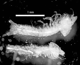 Tethysbaena ophelicola