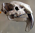 3rd saber-tooth instance: Thylacosmilidae (Sparassodonta) – Thylacosmilus atrox skull