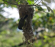 A common tody-flycatcher builds its hanging nest.