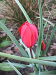 Tulipa montana