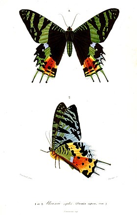 Ilustração de C. rhipheus, em vista superior (acima) e inferior (abaixo), retirada do livro Dictionnaire universel d'histoire naturelle (Plate XIV, 1841-1849), de Charles Dessalines d'Orbigny.[1]