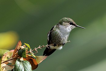 Beija-flor-verbena (Mellisuga minima) em Strawberry Hill, Blue Mountains, Jamaica. (definição 3 683 × 2 455)