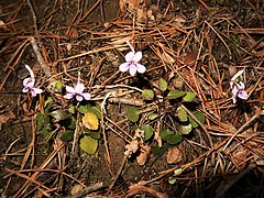 花時にはあまり茎が立たない。アカマツの生えるやや乾いた稜線わきの急斜面にあったもの。