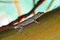 Image 12 Autotomy Photo: Muhammad Mahdi Karim A White-headed dwarf gecko (Lygodactylus picturatus) whose tail is missing due to autotomy, the act of an animal severing its own appendages, usually as a self-defense mechanism designed to elude a predator's grasp. The detached tail will continue to wriggle, distracting the predator's attention. The lost body part may be regenerated later. More selected pictures