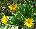 Wyethia helenioides