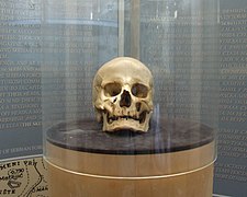 Skull that is said to have belonged to Stevan Sinđelić