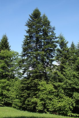 Saksanpihta (Abies alba)