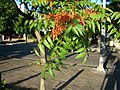 Ailanthus altissima