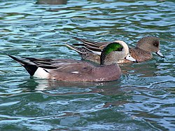 American wigeon