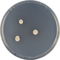 Aspergillus crustosus growing on CYA plate