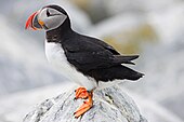 An atlantic puffin standing on a rock