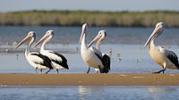 Australian Pelicans at McArthur River Mouth