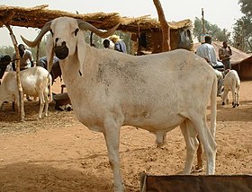 Mouton Bali-Bali mâle d'Afrique de l'Ouest