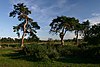 Barnham Cross Common