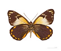 Museum specimen ♂ △ - Ventral side