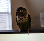 Black capped parakeet perched on top of computer monitor