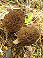 Morchella elata