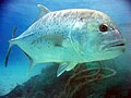Image 20Giant trevally are great gamefish found in Indo-Pacific tropical waters. They are powerful apex predators in most of their habitats, hunting both individually and in schools. (from Coastal fish)