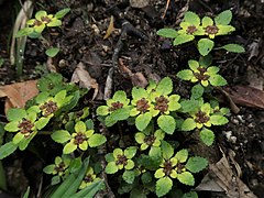 アカヒダボタン 岐阜県西濃地区 2019年5月