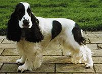 A black and white cocker