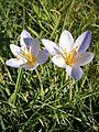 Crocus speciosus 'Artabir'