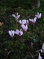 Cyclamen hederifolium