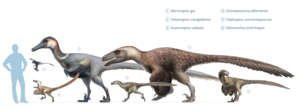 Schéma montrant la taille du vélociraptor (2), en comparaison avec divers droméosauridés.