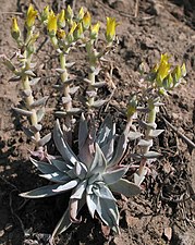 Dudleya verityi